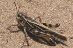 Pardalophora apiculata