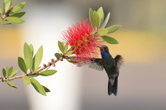 Cynanthus latirostris