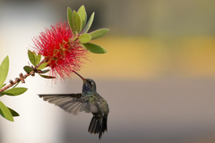 Cynanthus latirostris