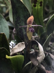 Pleurothallis talpinaria