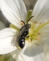 Hylaeus hyalinatus