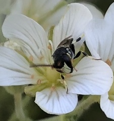 Hylaeus hyalinatus