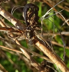 Odontomyia pubescens