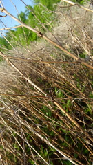 Odontomyia pubescens