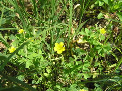 Oxalis dillenii