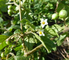 Solanum sarrachoides