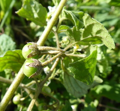 Solanum sarrachoides