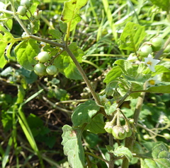 Solanum sarrachoides