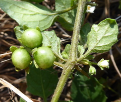 Solanum sarrachoides