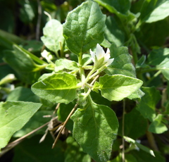Solanum sarrachoides
