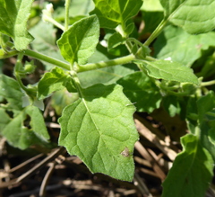 Solanum sarrachoides