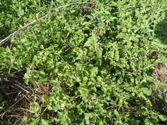 Solanum sarrachoides