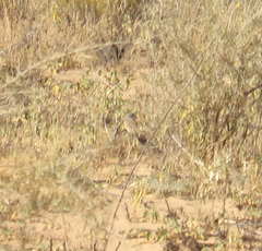 Artemisiospiza nevadensis