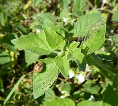Solanum sarrachoides