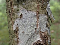 Buellia griseovirens