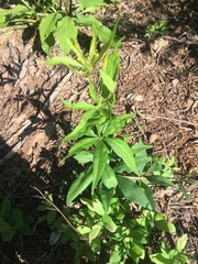 Lysimachia quadrifolia