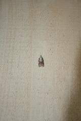 Platynota idaeusalis