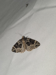 Ecliptopera silaceata