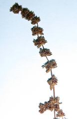 Crassula colligata colligata