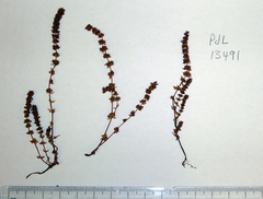 Crassula colligata colligata