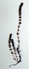 Crassula colligata colligata