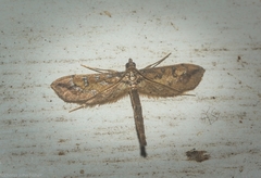 Hydriris chalybitis