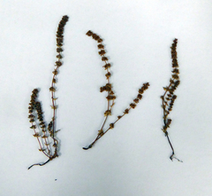 Crassula colligata colligata