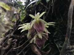 Epidendrum megalospathum