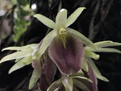 Epidendrum megalospathum