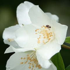 Anthrenus isabellinus