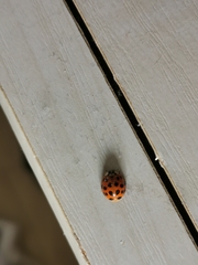 Harmonia axyridis