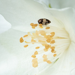 Anthrenus isabellinus