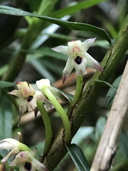 Maxillaria graminifolia