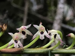 Maxillaria graminifolia