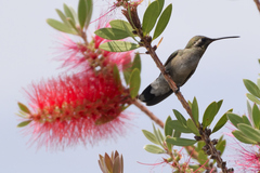 Cynanthus latirostris