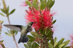 Cynanthus latirostris