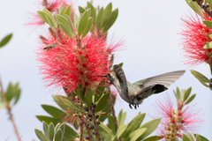 Cynanthus latirostris