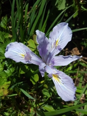 Iris tenax