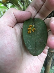 Acianthera casapensis