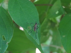 Psorophora longipalpus