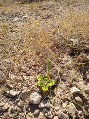 Eriogonum fusiforme