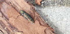 Lamprodila rutilans