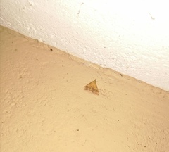 Pyrausta phoenicealis