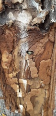 Lamprodila rutilans