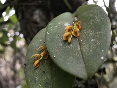 Acianthera casapensis