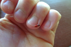 Zenodosus sanguineus