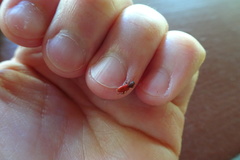 Zenodosus sanguineus