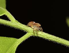 Salticidae