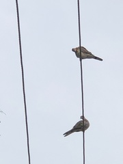 Streptopelia senegalensis