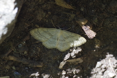 Idaea deversaria
